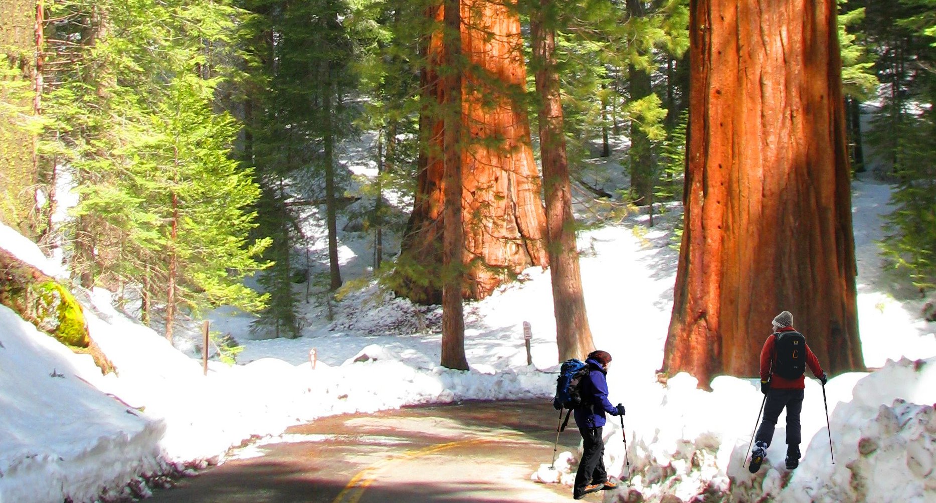 hike to mariposa  grove of sequoias.jpg